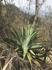 Agave inaequidens