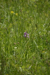 Orchis militaris