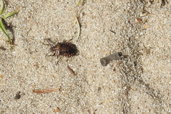 Rhacognathus punctatus