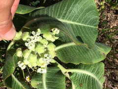Asclepias arenaria