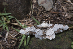 Biston regalis comitata