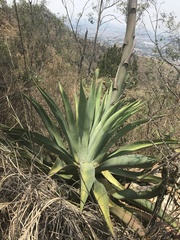 Agave inaequidens