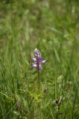 Orchis militaris