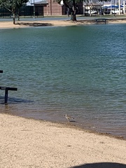 Charadrius vociferus