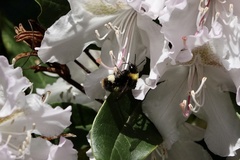 Bombus pratorum