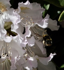 Bombus pratorum