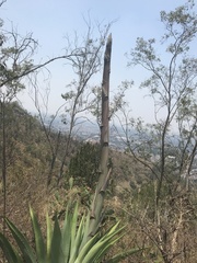 Agave inaequidens