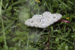 Lassaba parvalbidaria