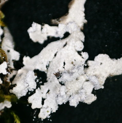 Physcia subalbinea