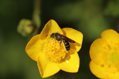 Chelostoma florisomne