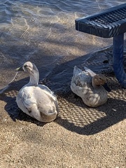 Anas platyrhynchos domesticus