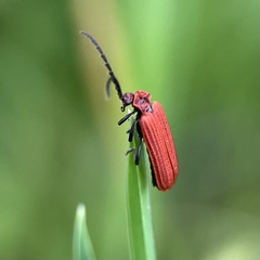 Lopheros rubens