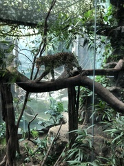 Panthera pardus orientalis