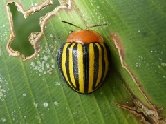 Terpsis quadrivittata