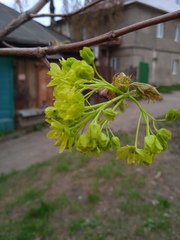 Acer platanoides