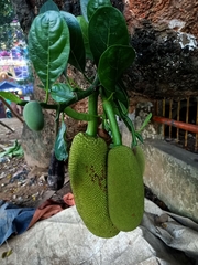 Artocarpus heterophyllus