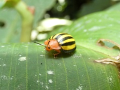 Terpsis quadrivittata