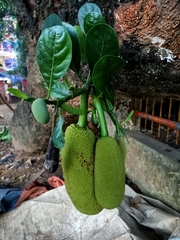 Artocarpus heterophyllus