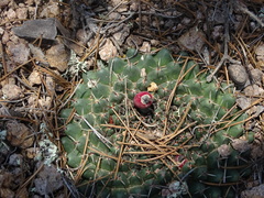 Mammillaria uncinata