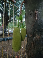 Artocarpus heterophyllus