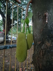 Artocarpus heterophyllus