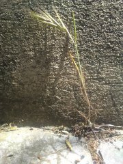 Bromus madritensis