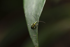 Pseudotheopea smaragdina