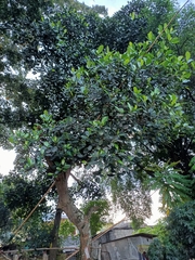 Artocarpus heterophyllus