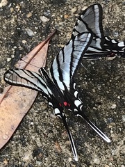 Protographium epidaus fenochionis