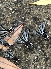 Protographium epidaus fenochionis