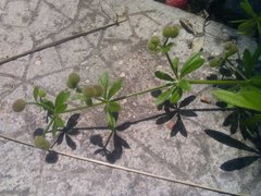 Galium aparine aparine