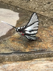 Protographium epidaus fenochionis