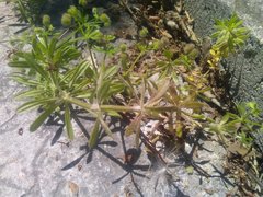 Galium aparine aparine