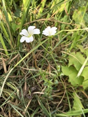 Cerastium arvense