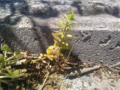 Galium aparine aparine