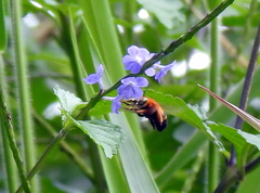 Amegilla pendleburyi