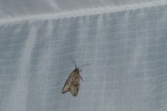 Semioscopis megamicrella