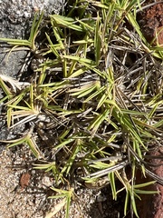 Zoysia