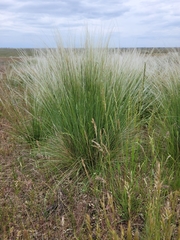 Stipa lessingiana