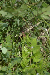 Anacamptis pyramidalis
