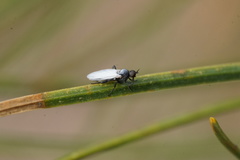 Pararhamphomyia