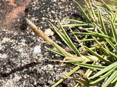 Zoysia