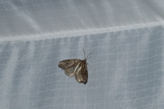 Semioscopis megamicrella