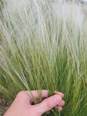 Stipa lessingiana