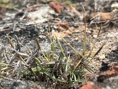 Zoysia