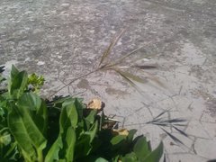Bromus madritensis