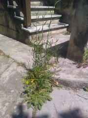 Crepis bursifolia