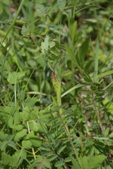 Anacamptis pyramidalis