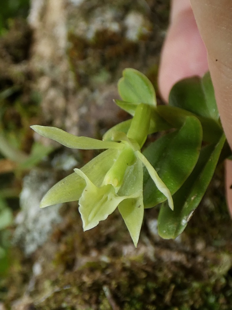 Epidendrum triangulabium