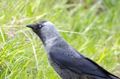 Corvus monedula